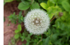 dandelion sneezies img